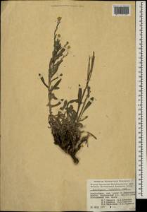 Helichrysum arenarium subsp. rubicundum (K. Koch) P. H. Davis & Kupicha, Caucasus, Azerbaijan (K6) (Azerbaijan)