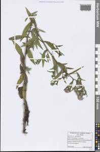 Symphyotrichum × salignum (Willd.) G. L. Nesom, Eastern Europe, North-Western region (E2) (Russia)