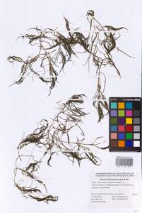 Zannichellia palustris subsp. pedicellata (Rosén & Wahlenb.) Arcang., Eastern Europe, Lower Volga region (E9) (Russia)