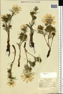 Adonis vernalis L., Eastern Europe, South Ukrainian region (E12) (Ukraine)