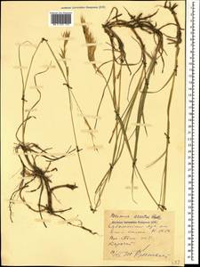 Bromus riparius Rehmann, Caucasus, Stavropol Krai, Karachay-Cherkessia & Kabardino-Balkaria (K1b) (Russia)