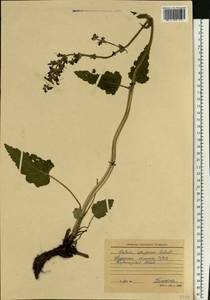 Salvia dumetorum Andrz. ex Besser, Eastern Europe, Central forest-and-steppe region (E6) (Russia)