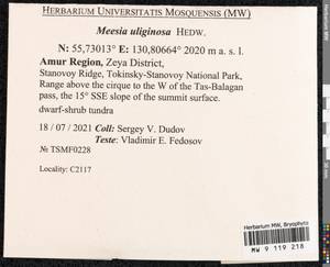 Meesia uliginosa Hedw., Bryophytes, Bryophytes - Russian Far East (excl. Chukotka & Kamchatka) (B20) (Russia)