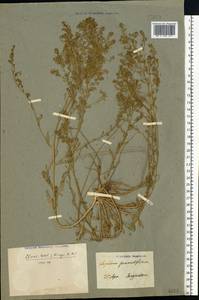 Lepidium pinnatifidum Ledeb., Eastern Europe, Middle Volga region (E8) (Russia)