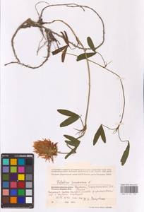 Trifolium pannonicum Jacq., Eastern Europe, West Ukrainian region (E13) (Ukraine)