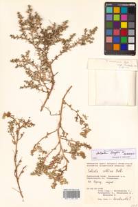 Salsola tragus L., Siberia, Russian Far East (S6) (Russia)