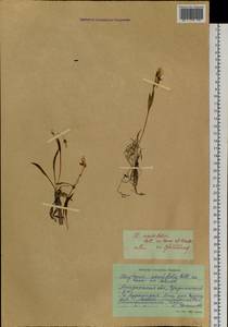 Claytonia acutifolia Pall. ex Willd., Siberia, Chukotka & Kamchatka (S7) (Russia)