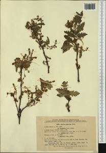 Quercus pubescens Willd. , nom. cons., Western Europe (EUR) (Romania)