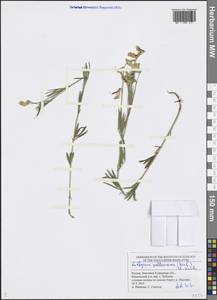 Lathyrus pallescens (M.Bieb.) K.Koch, Eastern Europe, Middle Volga region (E8) (Russia)