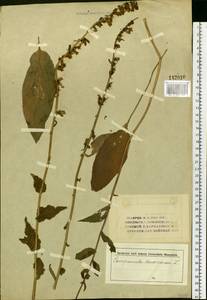 Campanula bononiensis L., Siberia (no precise locality) (S0) (Russia)