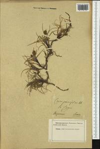 Carex maritima Gunnerus, Western Europe (EUR) (Not classified)