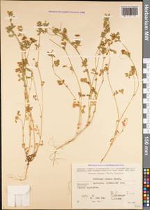 Medicago minima (L.) Bartal., Caucasus, Dagestan (K2) (Russia)