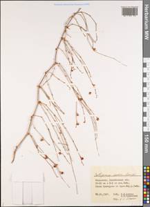 Calligonum murex Bunge, Middle Asia, Caspian Ustyurt & Northern Aralia (M8) (Kazakhstan)