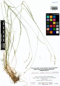 Schizachne purpurascens subsp. callosa (Turcz. ex Griseb.) T.Koyama & Kawano, Siberia, Baikal & Transbaikal region (S4) (Russia)