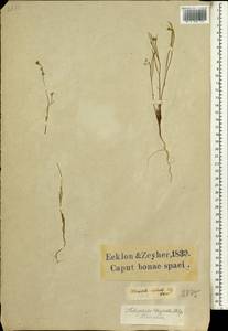 Heliophila coronopifolia L., Africa (AFR) (South Africa)