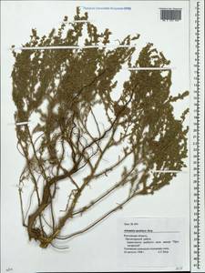 Artemisia austriaca Jacq., Eastern Europe, Rostov Oblast (E12a) (Russia)