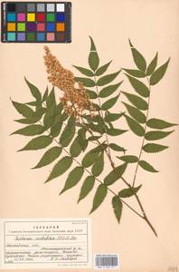 Sorbaria sorbifolia (L.) A. Braun, Eastern Europe, Moscow region (E4a) (Russia)