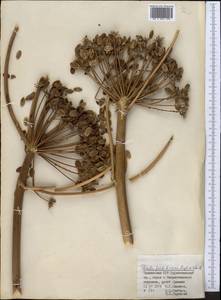 Ferula foetidissima Regel & Schmalh., Middle Asia, Pamir & Pamiro-Alai (M2) (Tajikistan)