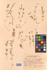 Stellaria ruscifolia Pall. ex D. F. K. Schltdl., Siberia, Chukotka & Kamchatka (S7) (Russia)