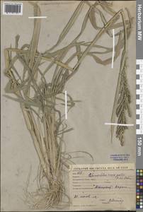 Echinochloa crus-galli (L.) P.Beauv., Middle Asia, Syr-Darian deserts & Kyzylkum (M7) (Uzbekistan)