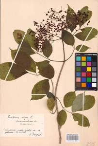 Sambucus nigra L., Eastern Europe, West Ukrainian region (E13) (Ukraine)
