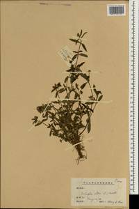 Eclipta alba (L.) Hassk., South Asia, South Asia (Asia outside ex-Soviet states and Mongolia) (ASIA) (China)