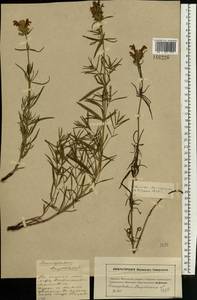 Dracocephalum ruyschiana L., Eastern Europe, Moscow region (E4a) (Russia)