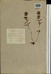 Dracocephalum nutans L., Siberia, Altai & Sayany Mountains (S2) (Russia)