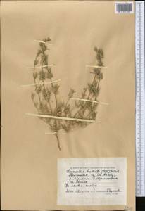 Pyankovia brachiata (Pall.) Akhani & Roalson, Middle Asia, Caspian Ustyurt & Northern Aralia (M8) (Kazakhstan)