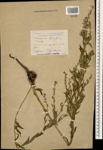 Lithospermum officinale L., Caucasus, Dagestan (K2) (Russia)