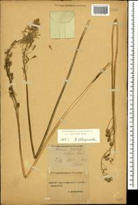 Ornithogalum pyrenaicum L., Caucasus, Stavropol Krai, Karachay-Cherkessia & Kabardino-Balkaria (K1b) (Russia)