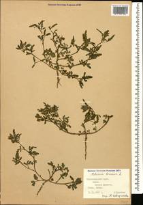 Hibiscus trionum L., Caucasus, Krasnodar Krai & Adygea (K1a) (Russia)