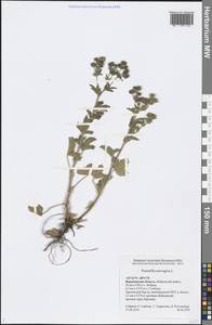 Potentilla norvegica L., Eastern Europe, Central forest-and-steppe region (E6) (Russia)