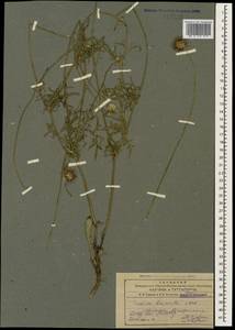 Scabiosa bipinnata K. Koch, Caucasus, Armenia (K5) (Armenia)