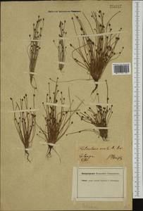 Eleocharis ovata (Roth) Roem. & Schult., Western Europe (EUR) (Germany)