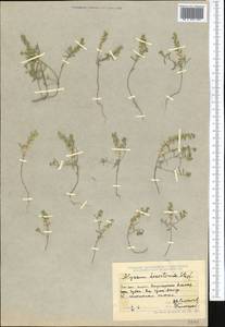 Alyssum turkestanicum Regel & Schmalh. ex Regel, Middle Asia, Dzungarian Alatau & Tarbagatai (M5) (Kazakhstan)