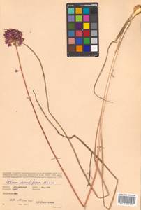 Allium sacculiferum Maxim., Siberia, Russian Far East (S6) (Russia)