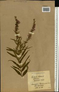 Lythrum salicaria L., Eastern Europe, North Ukrainian region (E11) (Ukraine)