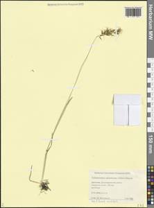Helictochloa versicolor subsp. caucasica (Holub) Romero Zarco, Caucasus, Dagestan (K2) (Russia)
