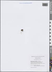 Saxifraga cespitosa L., Siberia, Central Siberia (S3) (Russia)