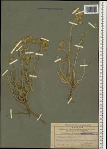 Teucrium polium L., Caucasus, Azerbaijan (K6) (Azerbaijan)