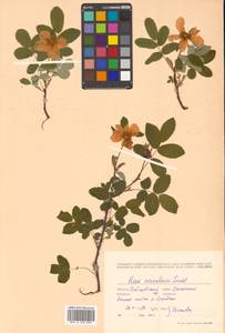 Rosa acicularis Lindl., Siberia, Russian Far East (S6) (Russia)