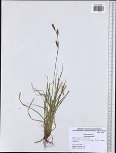Carex panicea L., Eastern Europe, Central region (E4) (Russia)