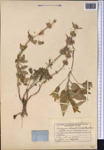 Stachyopsis oblongata (Schrenk) Popov & Vved., Middle Asia, Pamir & Pamiro-Alai (M2) (Kyrgyzstan)