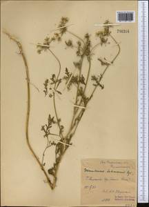 Eremodaucus lehmannii Bunge, Middle Asia, Syr-Darian deserts & Kyzylkum (M7) (Uzbekistan)