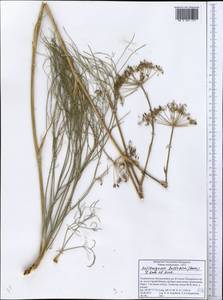 Kafirnigania hissarica (Korov.) R. Kam. & G.K. Kinzikaeva, Middle Asia, Pamir & Pamiro-Alai (M2) (Tajikistan)