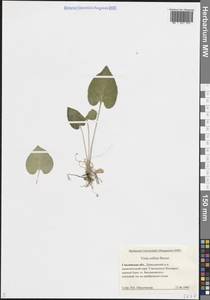 Viola collina Besser, Eastern Europe, Western region (E3) (Russia)