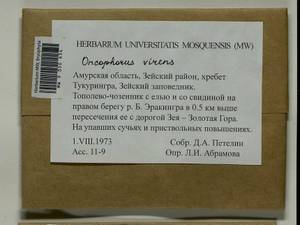Oncophorus virens (Hedw.) Brid., Bryophytes, Bryophytes - Russian Far East (excl. Chukotka & Kamchatka) (B20) (Russia)