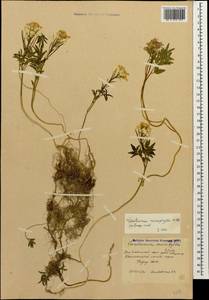 Cardamine abchasica Govaerts, Caucasus, South Ossetia (K4b) (South Ossetia)