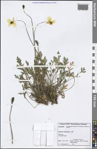 Oreomecon nudicaulis subsp. nudicaulis, Siberia, Central Siberia (S3) (Russia)